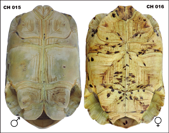 Testudo pardalis