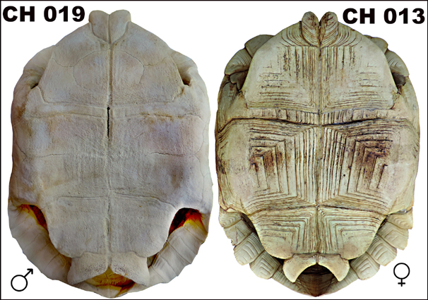 Testudo sulcata