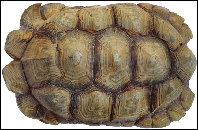 Testudo sulcata