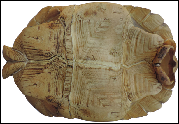 Testudo sulcata