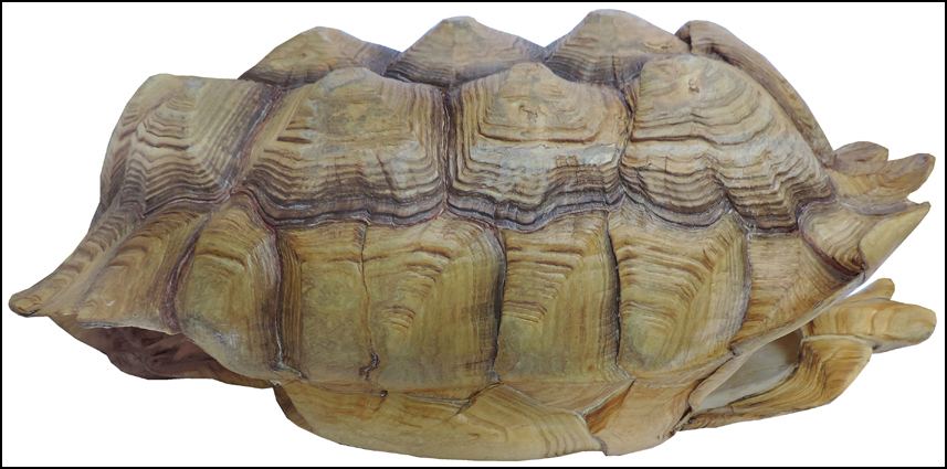 Testudo sulcata