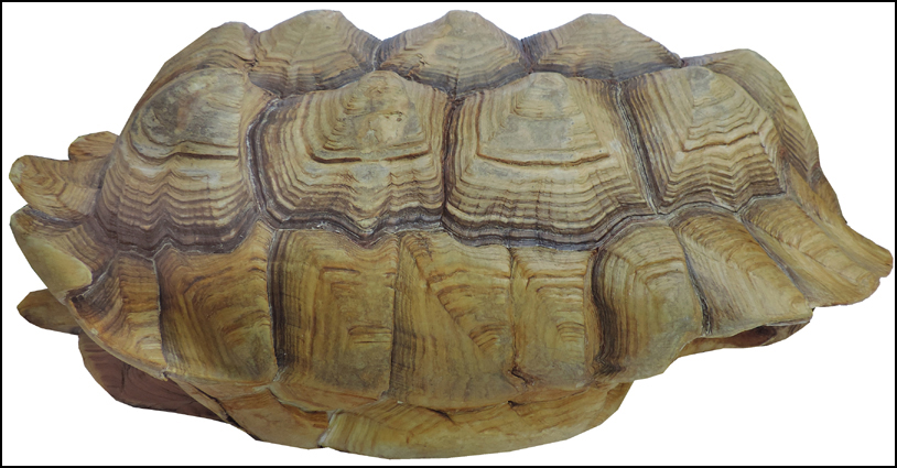 Testudo sulcata