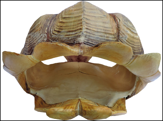 Testudo sulcata