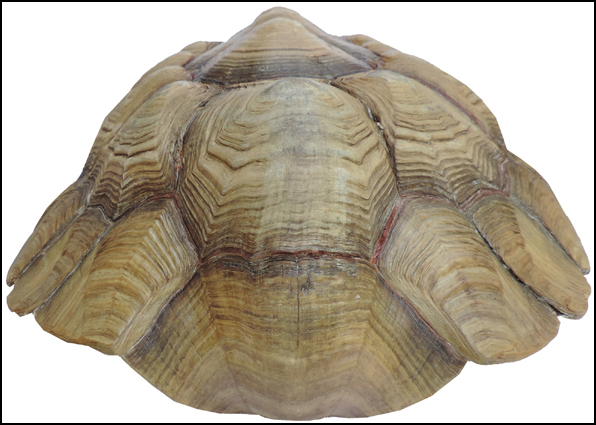 Testudo sulcata