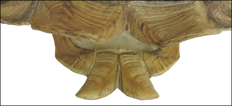 Testudo sulcata