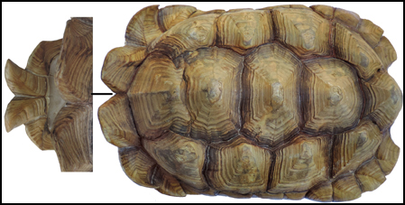 Testudo sulcata