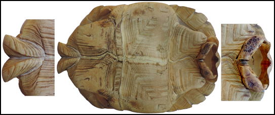 Testudo sulcata