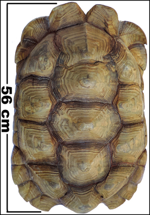 Testudo sulcata