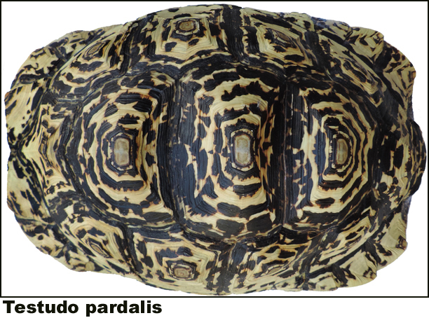 Testudo pardalis