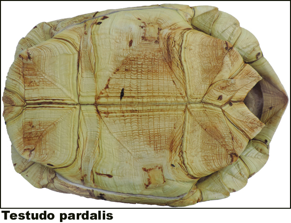 Testudo pardalis