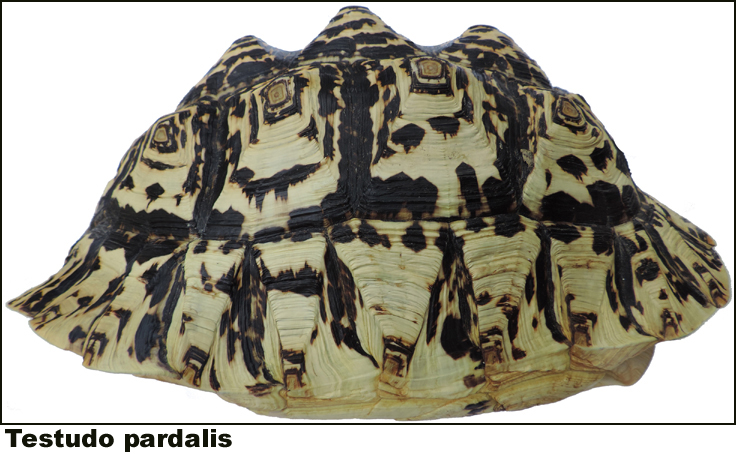 Testudo pardalis