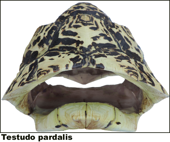 Testudo pardalis