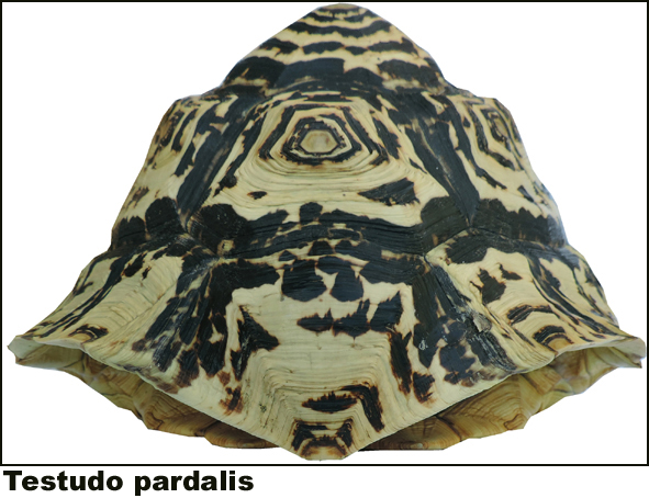 Testudo pardalis