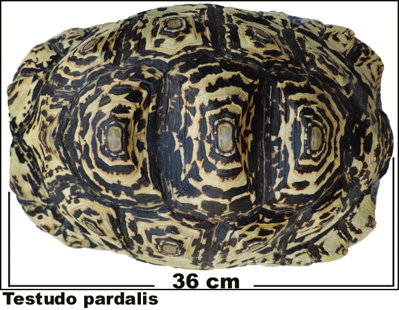 Testudo pardalis