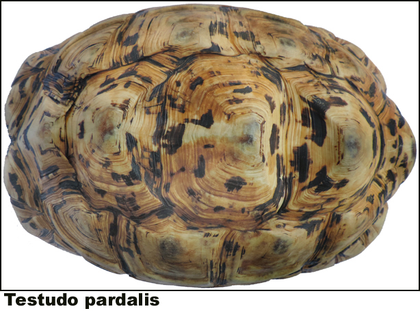 Testudo pardalis