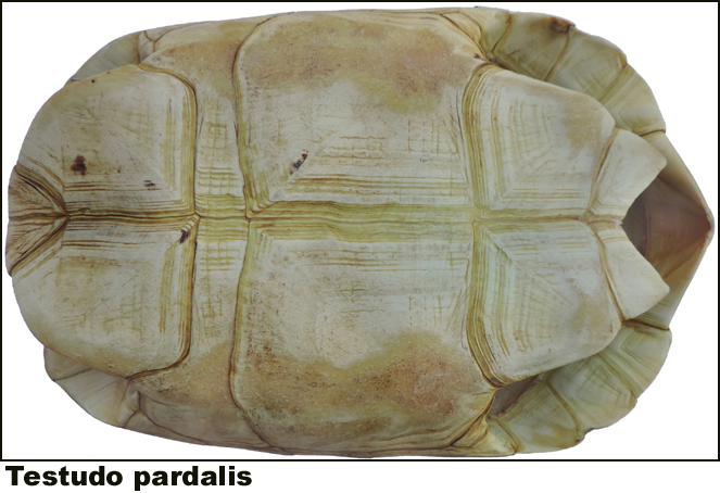 Testudo pardalis