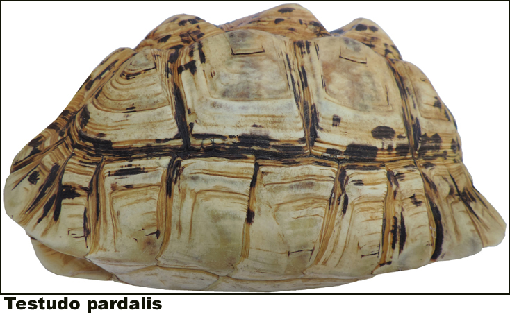 Testudo pardalis