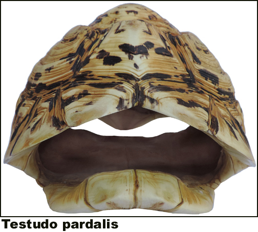 Testudo pardalis