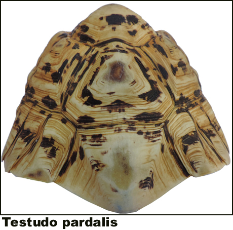 Testudo pardalis