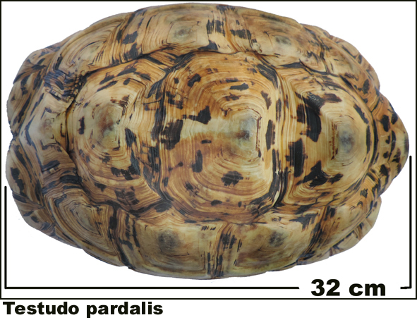 Testudo pardalis