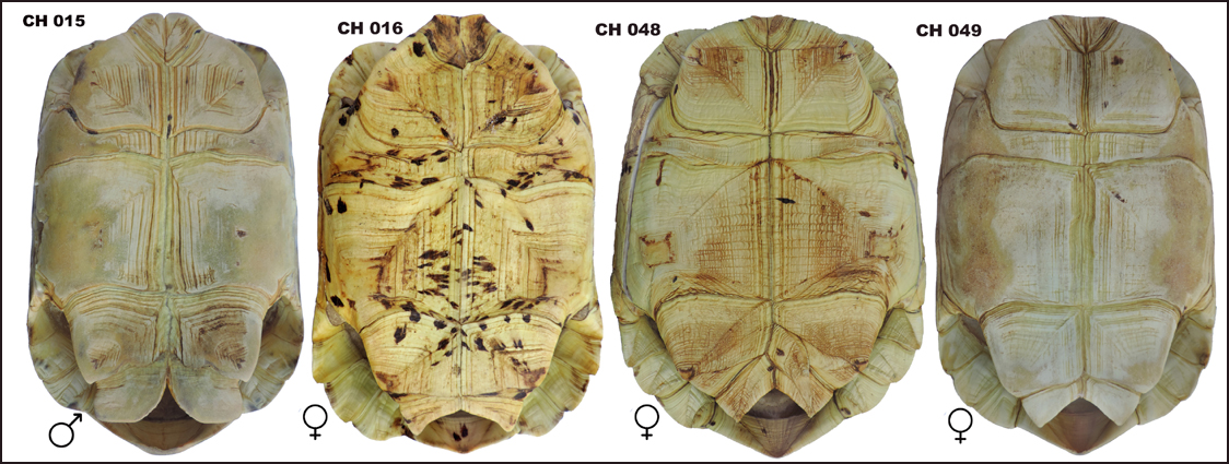 Testudo pardalis