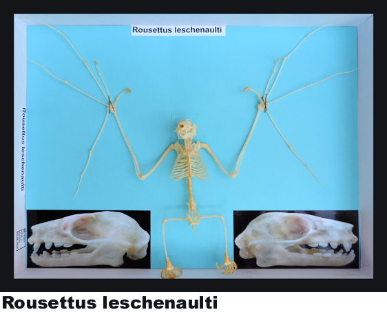 Rousettus leschenaulti