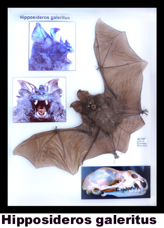 Hipposideros galeritus