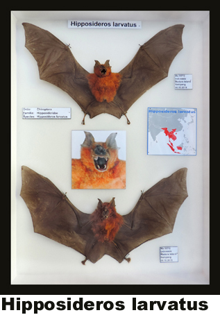 Hipposideros larvatus