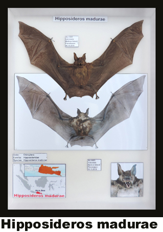 Hipposideros madurae