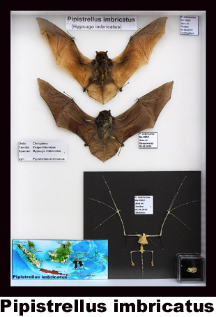 Pipistrellus imbricatus