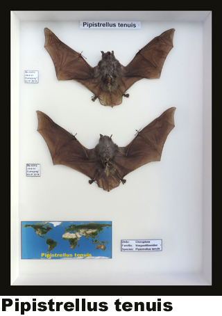 Pipistrellus tenuis