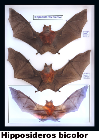 Hipposideros bilocor