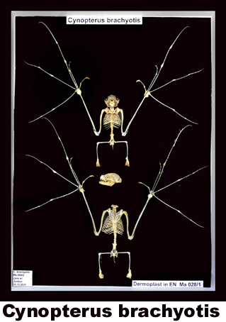 Cynopterus brachyotis