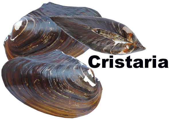 Cristaria