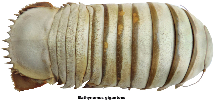 Bathynomus giganteus
