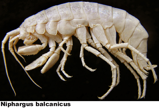 Niphargus balcanicus