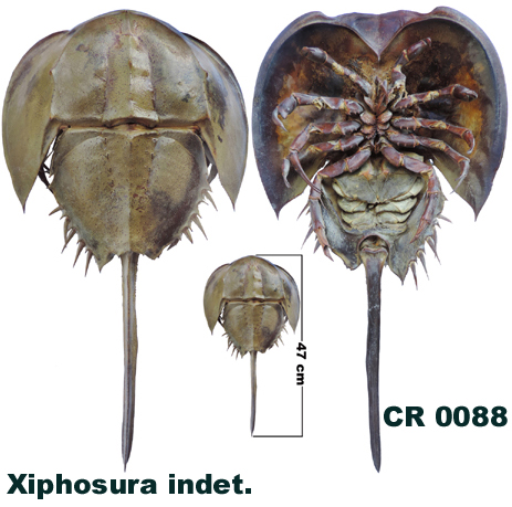 Xiphosura