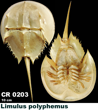 Limulus polyphemus