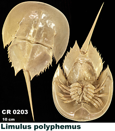 Limulus polyphemus