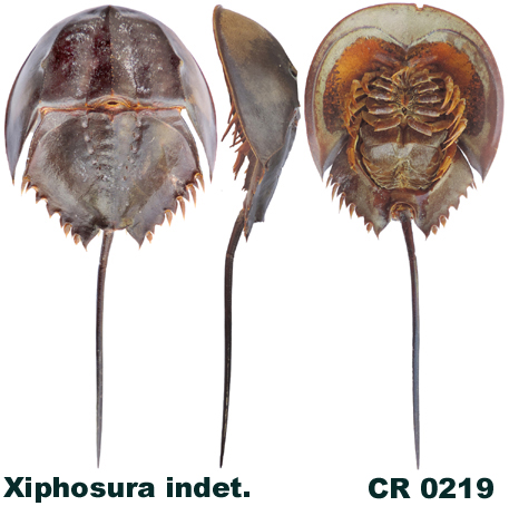 Xiphosura