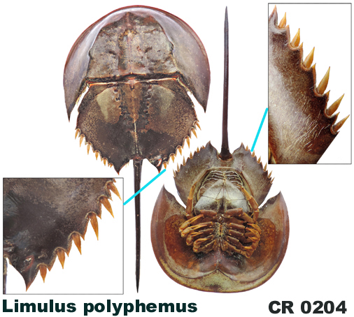 Limulus polyphemus