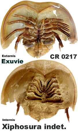 Xiphosura