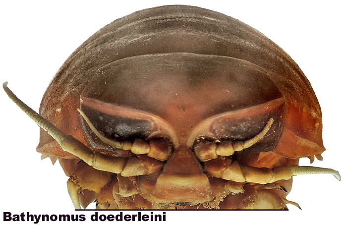 Bathynomus doederleini