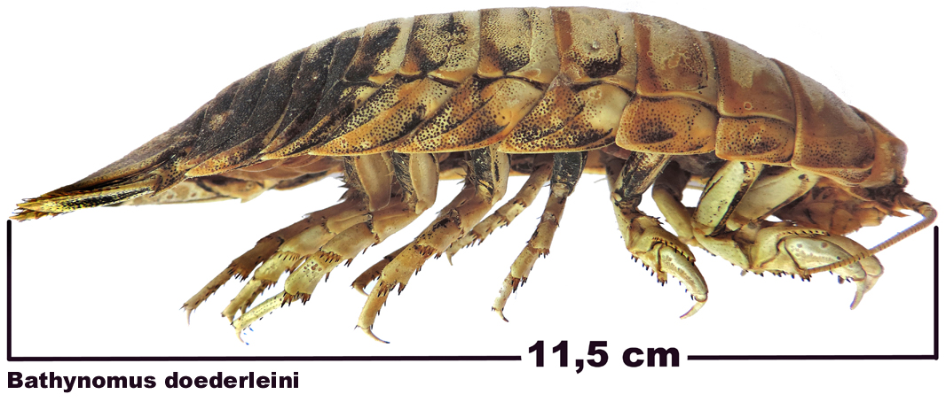 Bathynomus doederleini