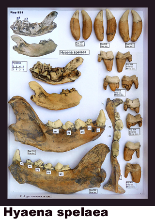 Hyaena spelaea