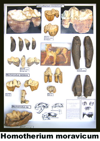 Homotherium moravicum