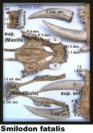 Smilodon fatalis