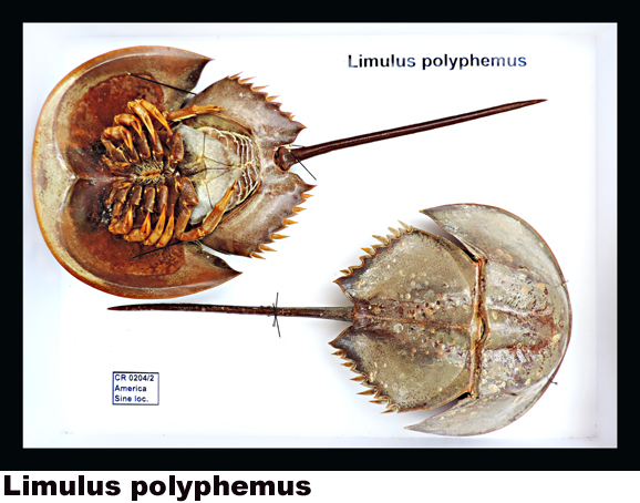 Xiphosura