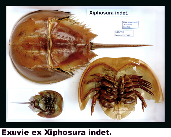 Xiphosura