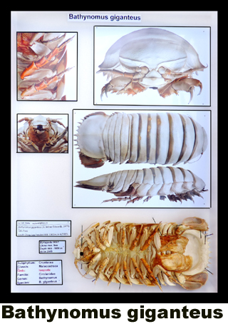 Bathynomus giganteus